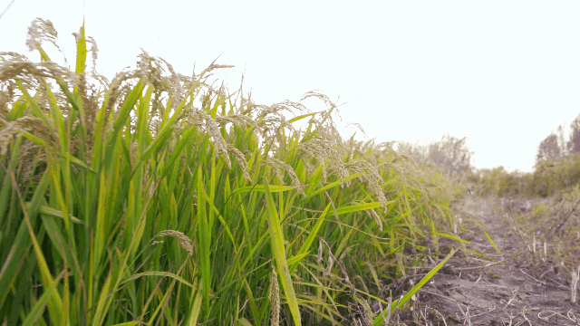 大米怎么选、怎么吃？一篇告诉你！