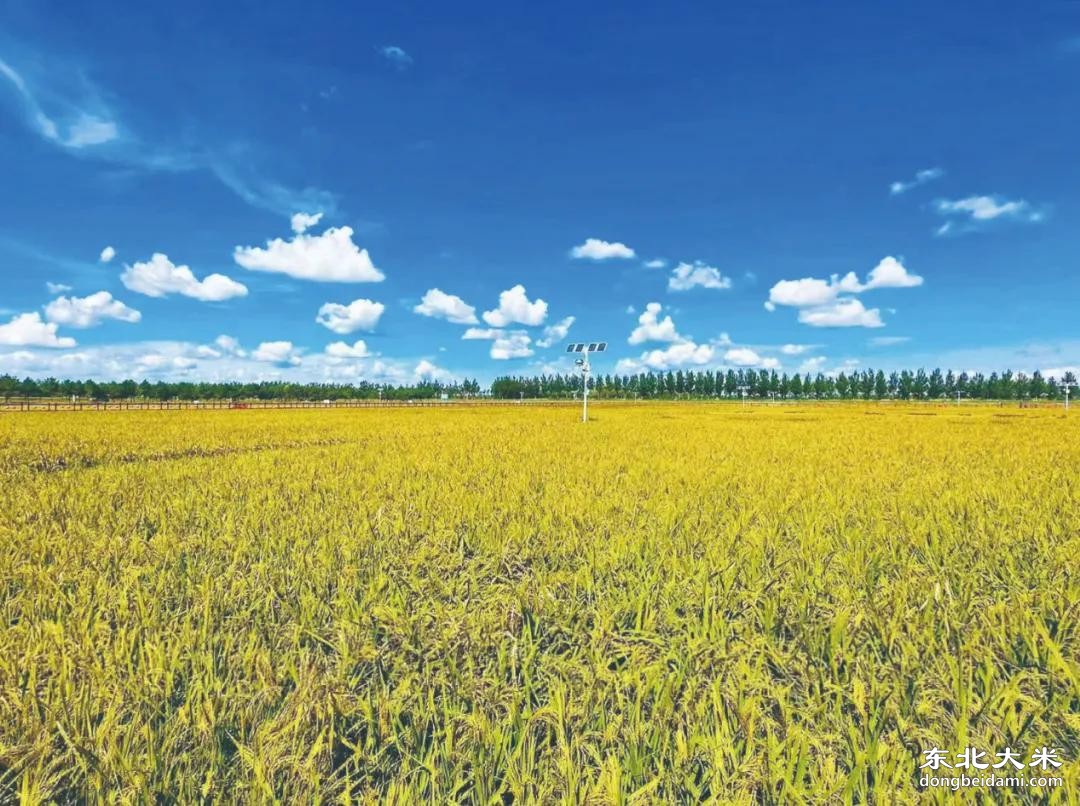 东北大米凭啥香飘全国？黑土地+科技赋能