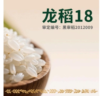 黑龙江五常大米龙稻18的介绍