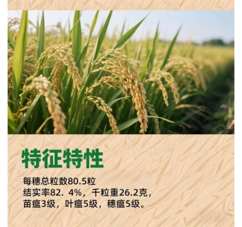 辽宁营口大米辽粳371号介绍