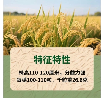 辽宁营口大米辽粳9号介绍