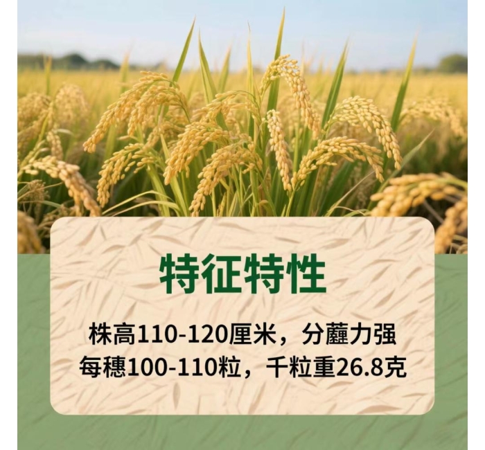 辽宁营口大米辽粳9号介绍