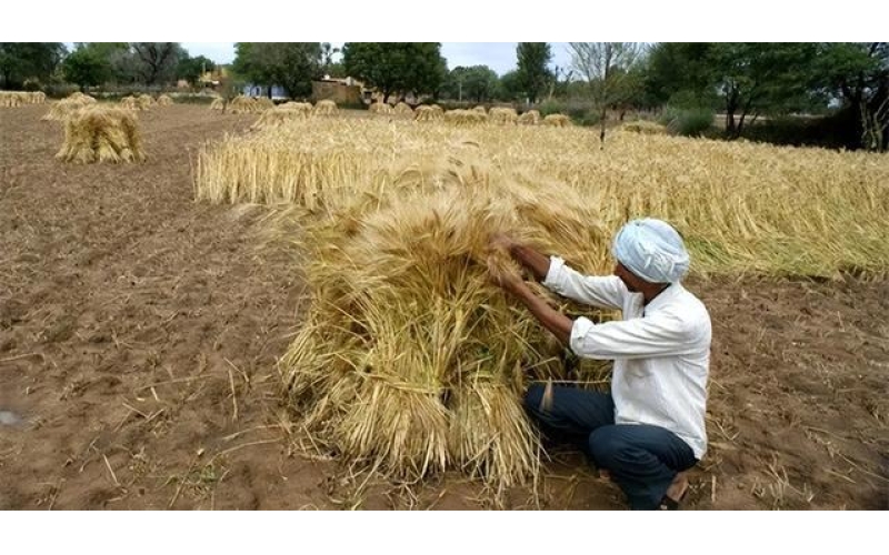 两亿人吃不饱的印度，为何是大米第一出口国？