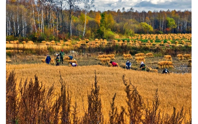 从“越光”“稻花香”摘金看一碗好米饭的诞生 2018中国·黑龙江首届国际大米节启示之三