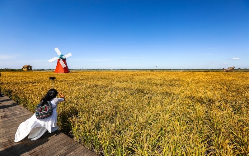 辽宁盘锦大米辽星1号介绍