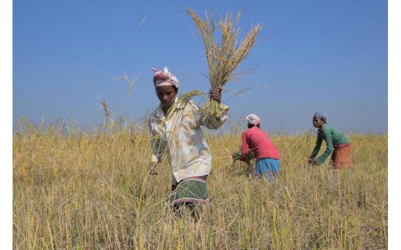 全球稻米价格将在2026年持续下跌