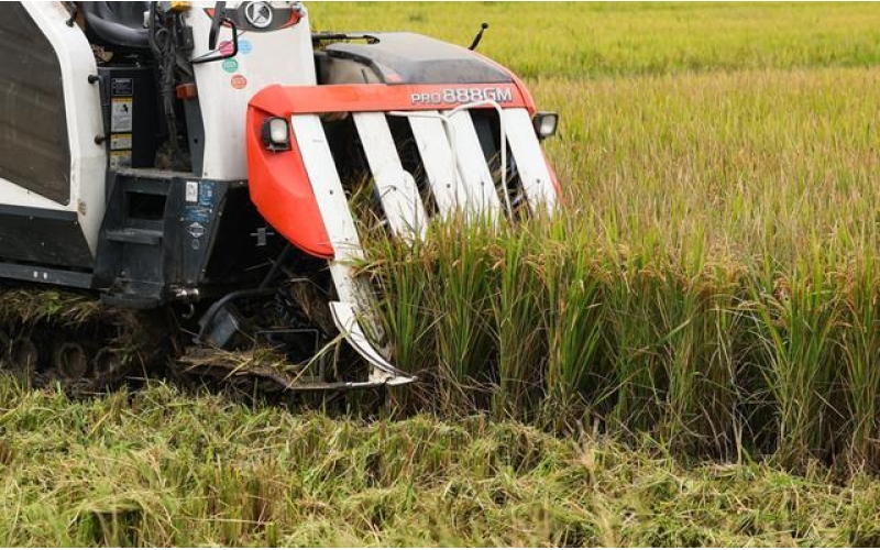 松江大米凭啥成&ldquo;米界顶流&rdquo;？全靠这&ldquo;四好&rdquo;要素