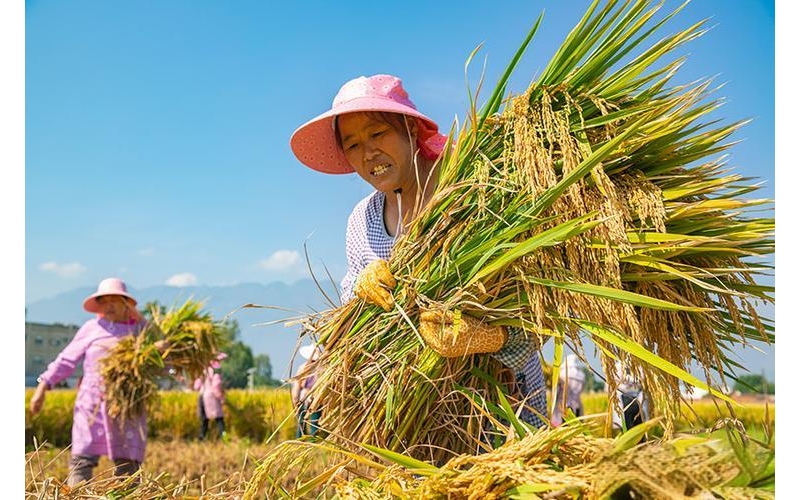 中国大米的生产能否做到自给自足？