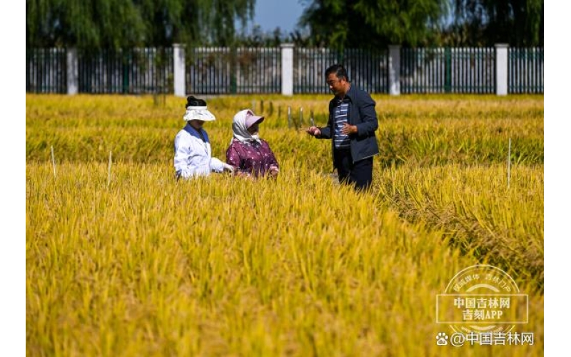 稻花香里说丰年｜水稻研究所所长解密！吉林大米好吃的背后