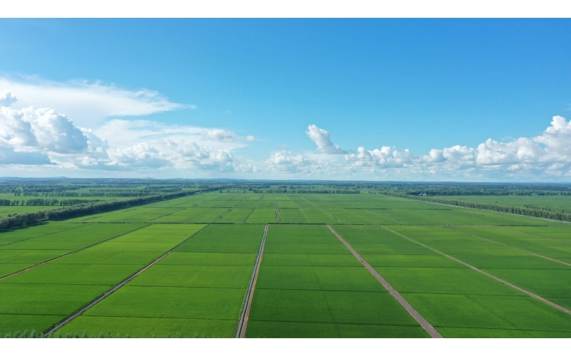 东北水稻从栽培到收割的主要过程