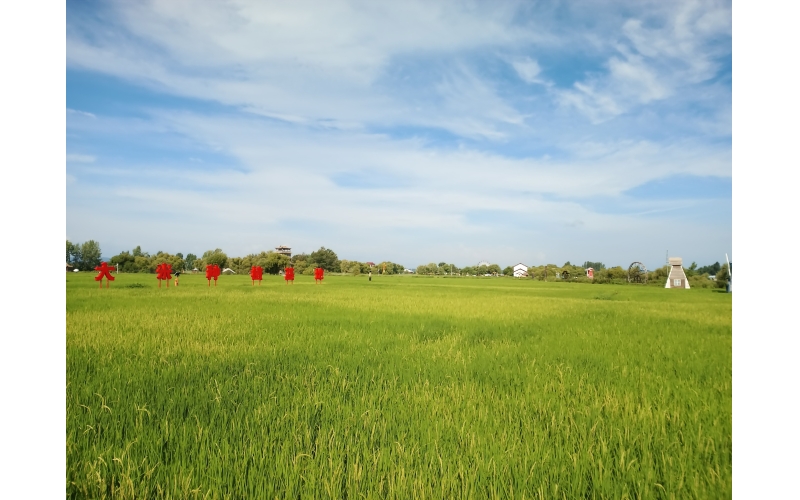 目前黑龙江省牡丹江市宁安市渤海镇响水村水稻长势良好情况图片